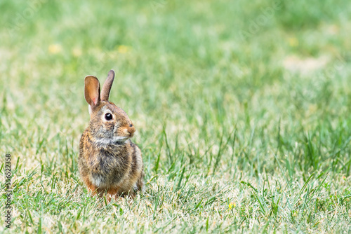 Eastern Cottontail rabbit (Sylvilagus Floridanus) on grass photo