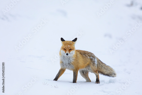 Red Fox in the Winter Season Photo, Palandoken Mountain Erzurum, Turkey