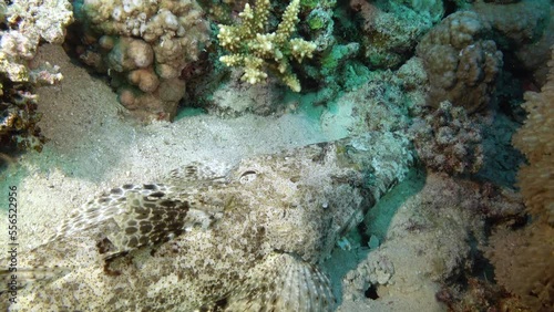 Marine life - Crocodrile fish comouflaged in a sand seabed photo
