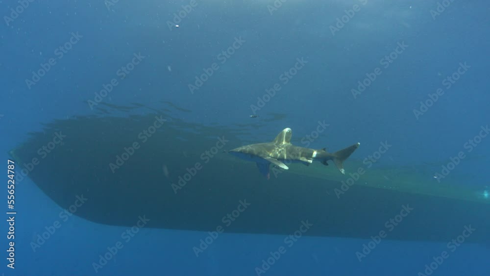 Underwater shark swimming near a ship - Red Sea underwater wuldlife Underwater shark swimming near a ship - Red Sea underwater wuldlife