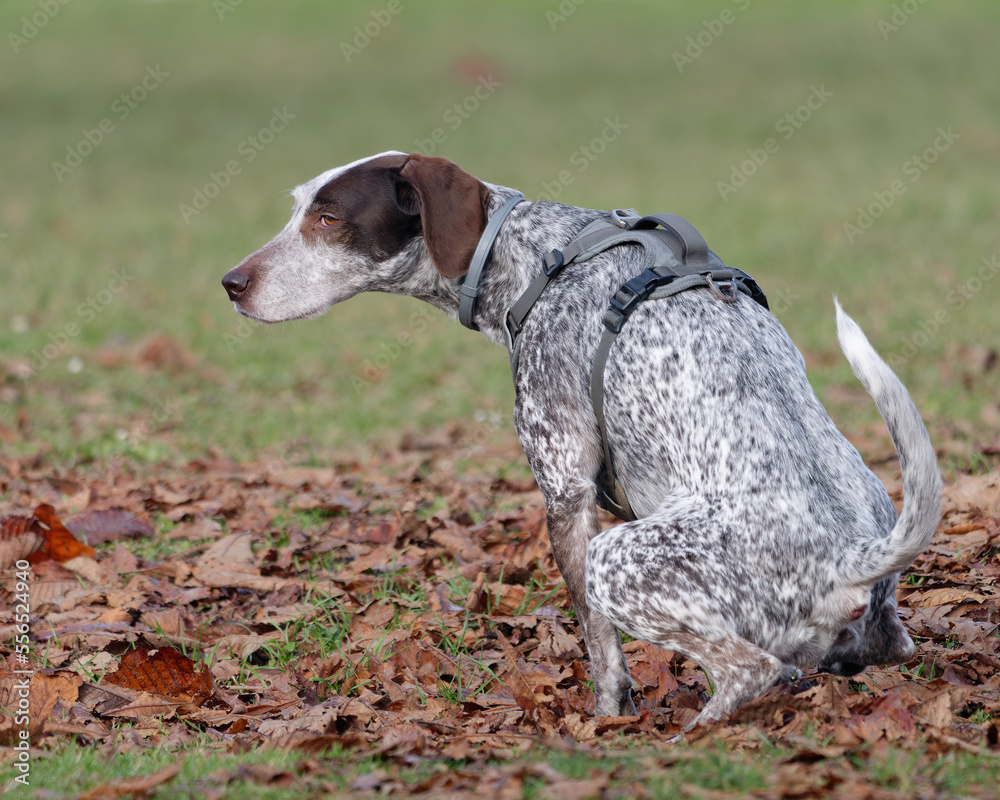 Close-up photo of a German Shorthaired Pointer pooping in the park Close-up photo of a German Shorthaired Pointer pooping in the park