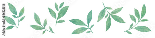 set of watercolor leaves. graceful leaves for design, postcards, invitations, prints. Delicate branches illustration