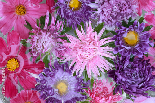 Flowers on the water. Macro soft focus purple pink  Aster. Mexican aster. Cosmos Bipinnatus. Banner autumn summer flowers of different colors. Top view. Floral background. Beautiful background