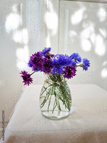 Cornflowers in transparent vase on the white chair with shadows on the white wall