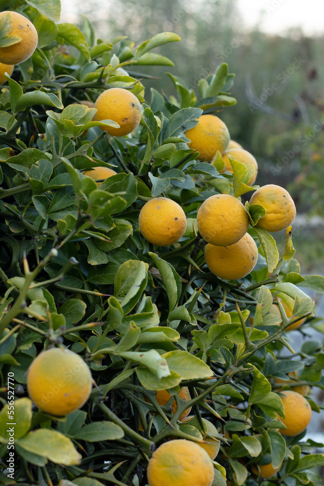 Poncirus Trifoliata, orange tree (Japan lemon) with ripe citrus fruit in nature. Vertical shot. Selective focus. 