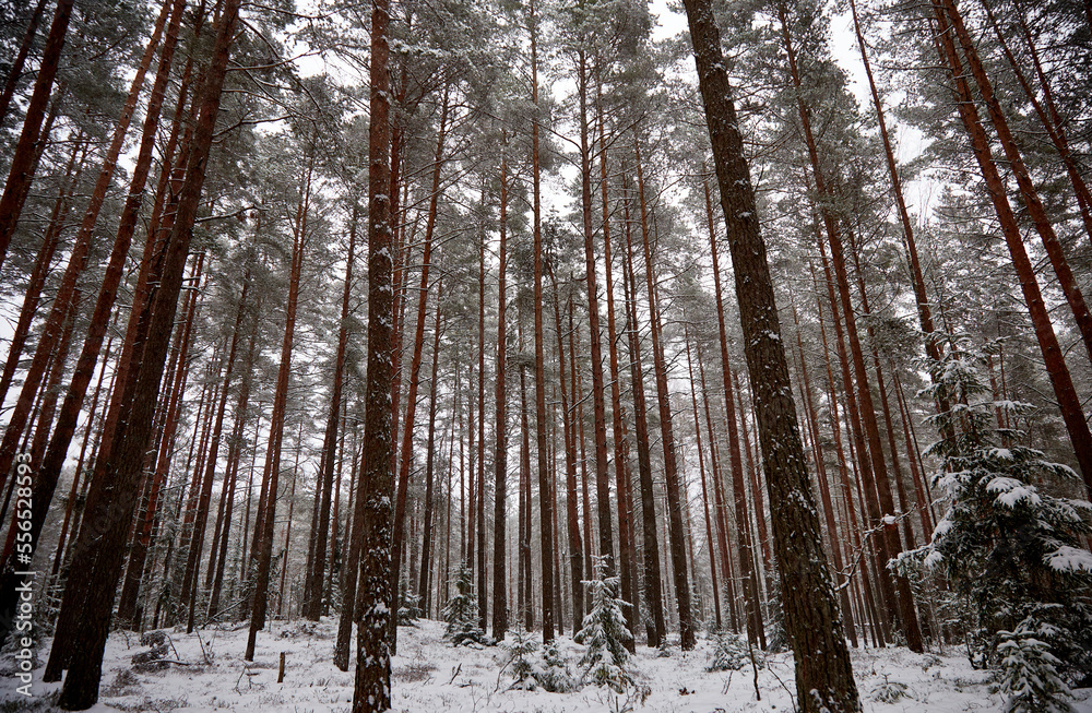 A snowfall in a forest, winter mood, beautiful snowy winter forest. selective focus A snowfall in a forest, winter mood, beautiful snowy winter forest. selective focus