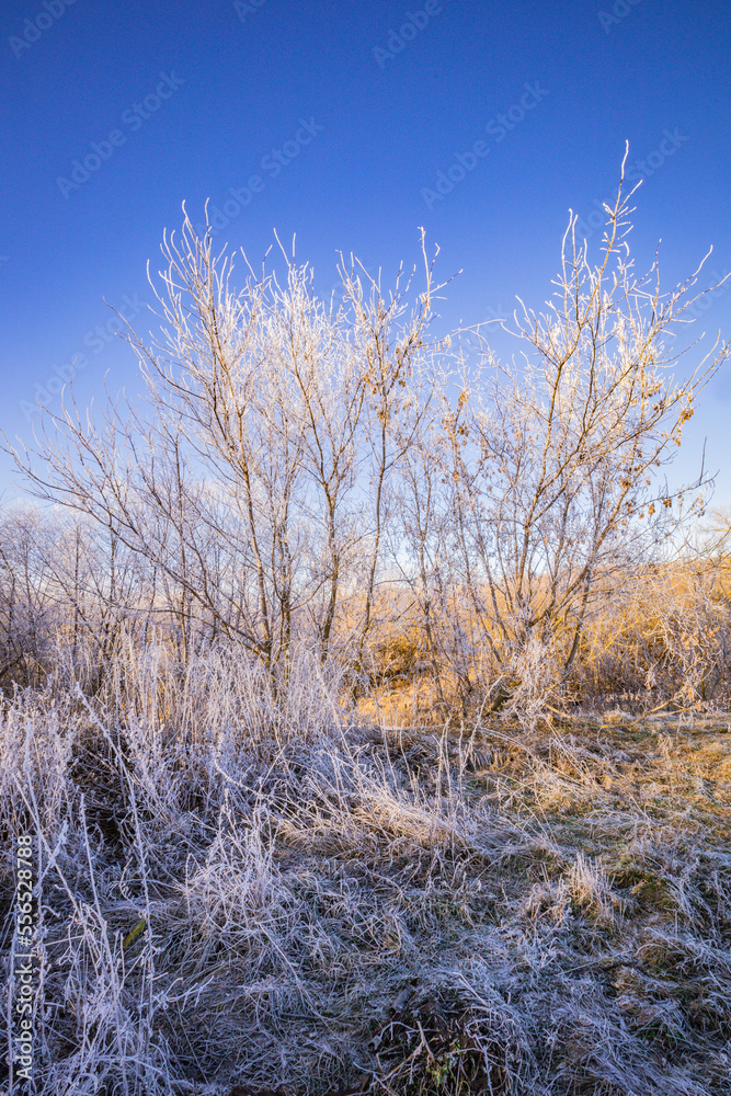 the first frosts and frost in the wild the first frosts and frost in the wild