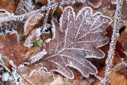 frost on leaves