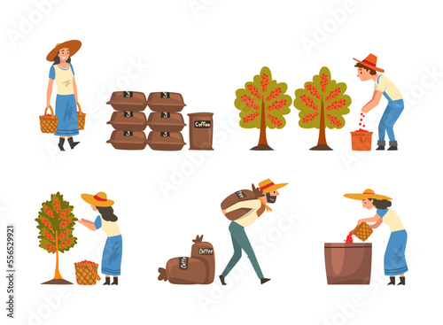 Coffee Production with Man and Woman Farmer Picking Berry in Basket and Carrying Sacks Vector Set