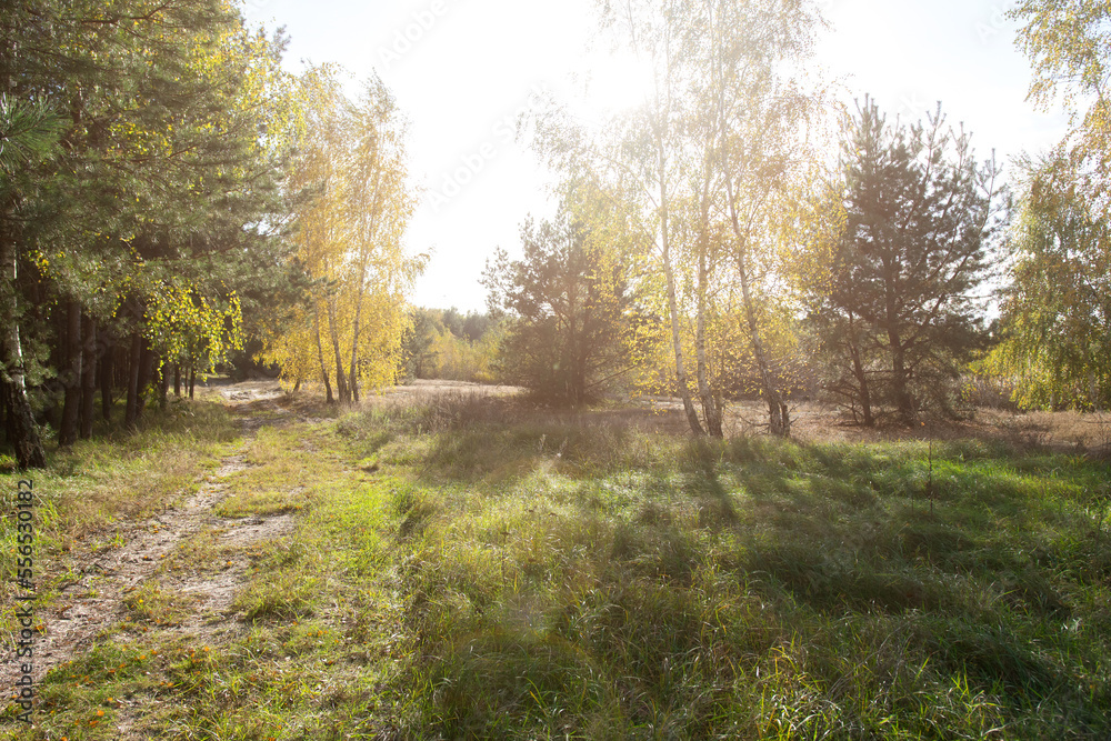 Fototapeta premium horizontal photo of an autumn park and trees with yellowed leaves