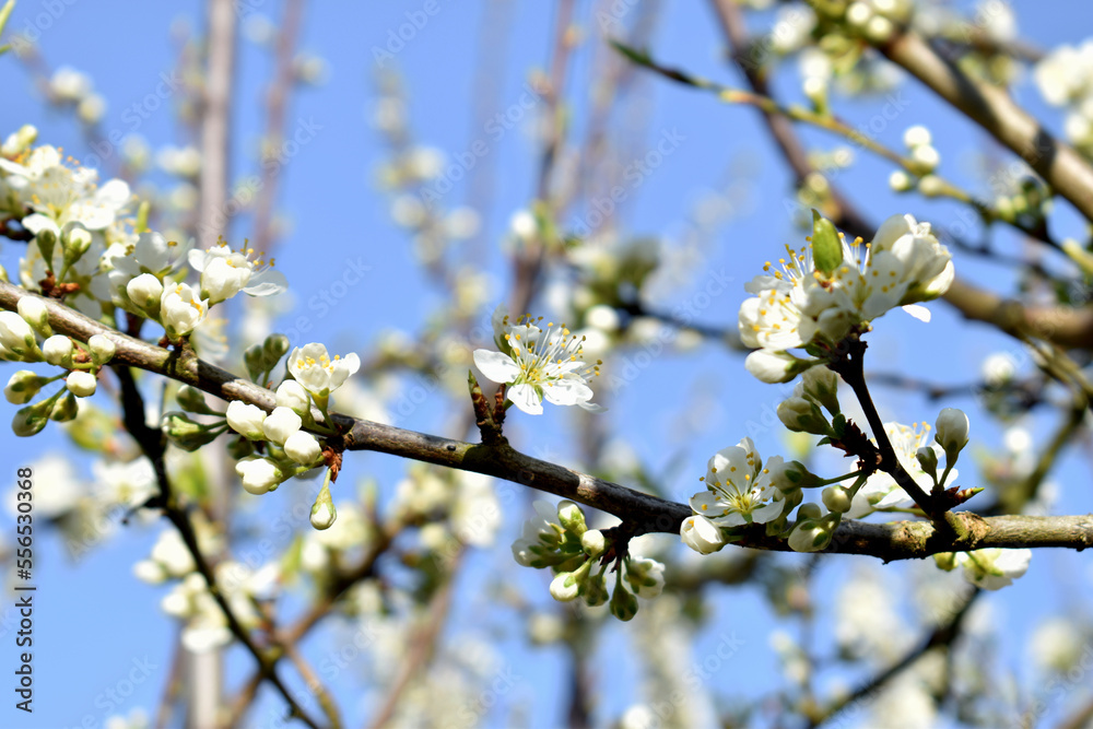 Blooming cherry tree in spring Blooming cherry tree in spring