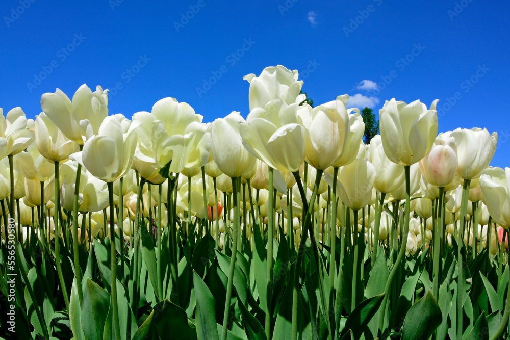 Naklejka premium tulipany białe, kwitnące tulipany na tle niebieskiego nieba, tulipa, ivory floradale, white tulips against the blue sky