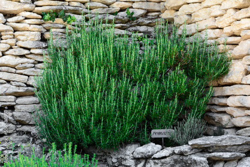 Fototapeta Naklejka Na Ścianę i Meble -  zielony rozmaryn (Rosmarinus officinalis), aromatyczne zioło