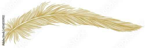 golden feather illustration 