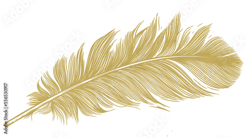 Golden feather isolated on white