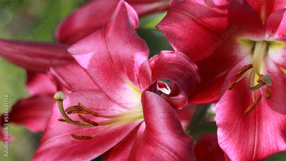 Bunch of fragrant Stargazer pink red Asiatic Lily flower in bloom. Lily flowers greeting card background
 . Close up of pink Stargazer Lilies and green foliage. Mothers day. Lilium flower in garden