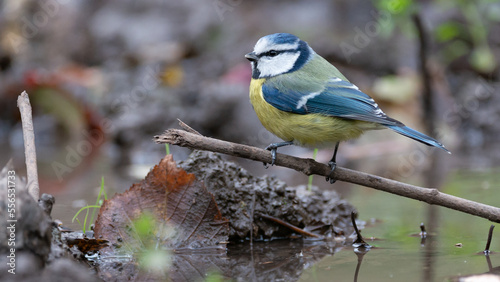 Bird Eurasian blue tit Cyanistes caeruleus in the wild. Songbird