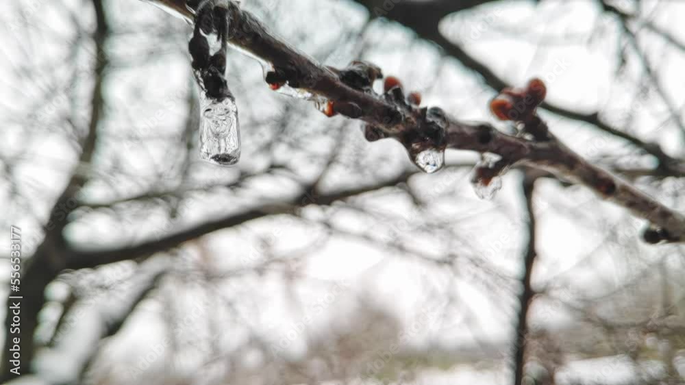 Dripping icicles from tree branches in slow motion 240fps. Thaw in winter. Early spring Dripping icicles from tree branches in slow motion 240fps. Thaw in winter. Early spring