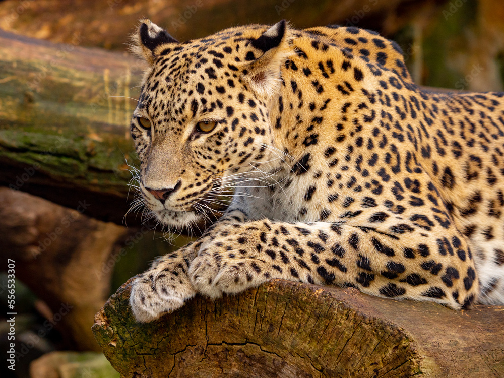 leopard on tree leopard on tree