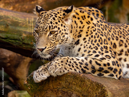 leopard on tree