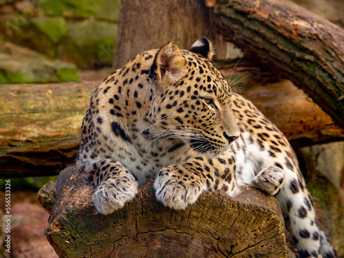 leopard in the tree