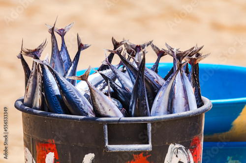 A tub full of tuna on the beach of Tarrafal on the island of Santiago, Cape Verde
