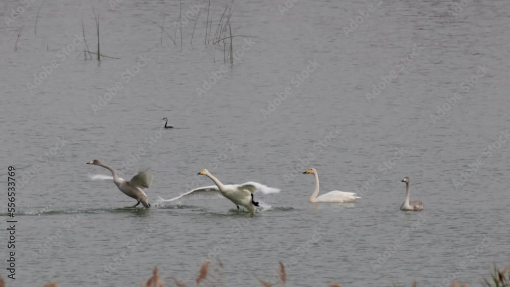 Whooper swans Cygnus cygnus in flight. The birds are flying away. Whooper swans Cygnus cygnus in flight. The birds are flying away.
