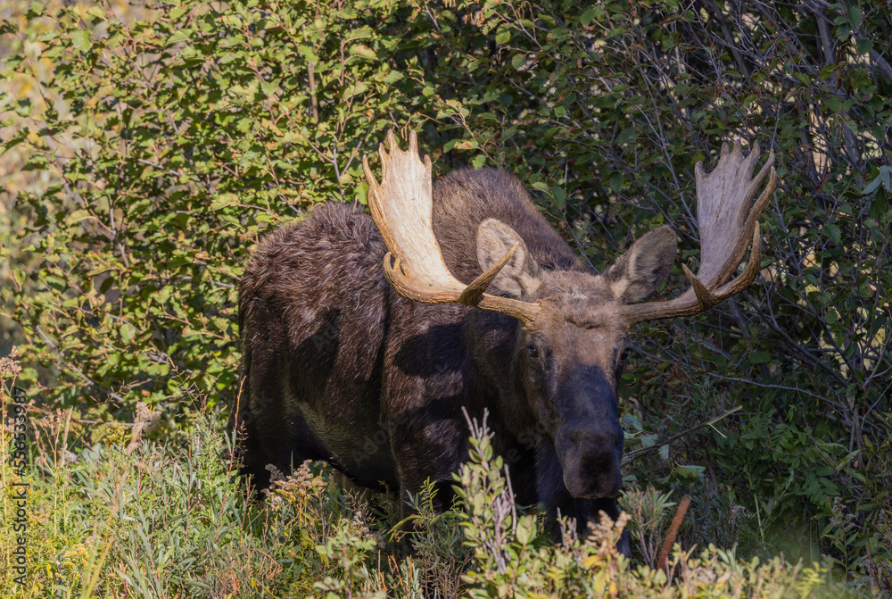 Bull Moose in Grand Teton National Park Wyoming in Autumn Bull Moose in Grand Teton National Park Wyoming in Autumn