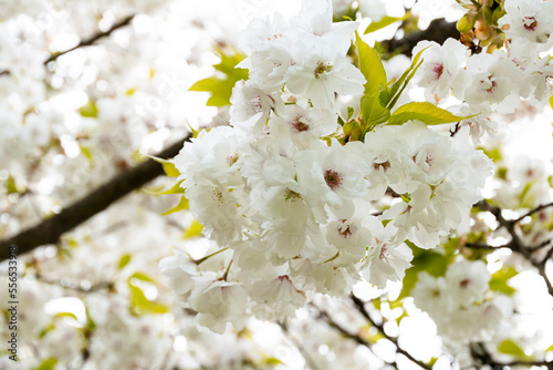 Close-up of cherry blossom petals in full bloom