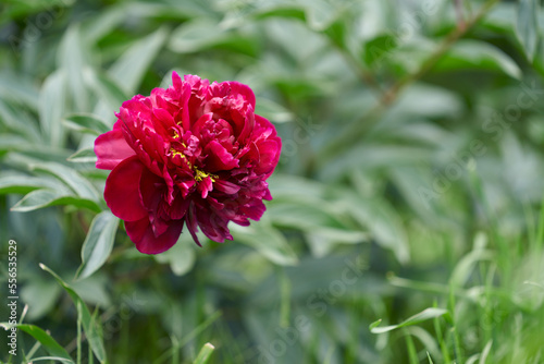 Fototapeta Naklejka Na Ścianę i Meble -  A peony bush with a large burgundy flower on a green background of foliage. The red Charm variety.