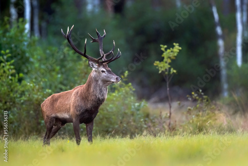 European deer male buck ( Cervus elaphus ) during rut © Piotr Krzeslak