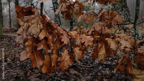 Yellowed oak leaves on the branches in late autumn in the forest. Leaf fall in the forest, autumn forest. Wet autumn oak leaves.
