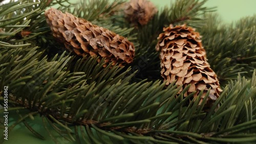 Pine branches and cones. A close-up shot of the branches of the pine tree. Pine cones on the branches. Slow-motion, pan right, blurry background.