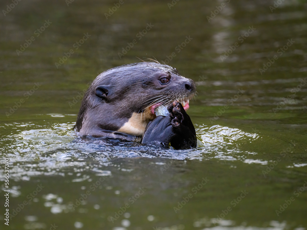 Obraz premium Close-up of Giant Otter swimming in green water and eating a fish