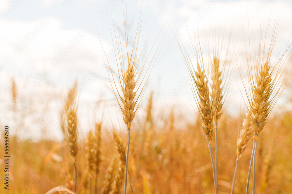 Nice golden agriculture landscape. Rural scene under sunlight. Touching grass walking through the field. Nature, agriculture, harvest concept. An ideal wallpaper, backplate with copy space Nice golden agriculture landscape. Rural scene under sunlight. Touching grass walking through the field. Nature, agriculture, harvest concept. An ideal wallpaper, backplate with copy space