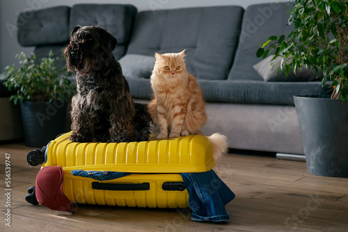 Travel concept with funny dog and cat sitting on suitcase. life with animals concept - wanderlust people traveling the world