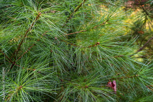 Close-up of white pine needles with copy-space pinus strobus photo