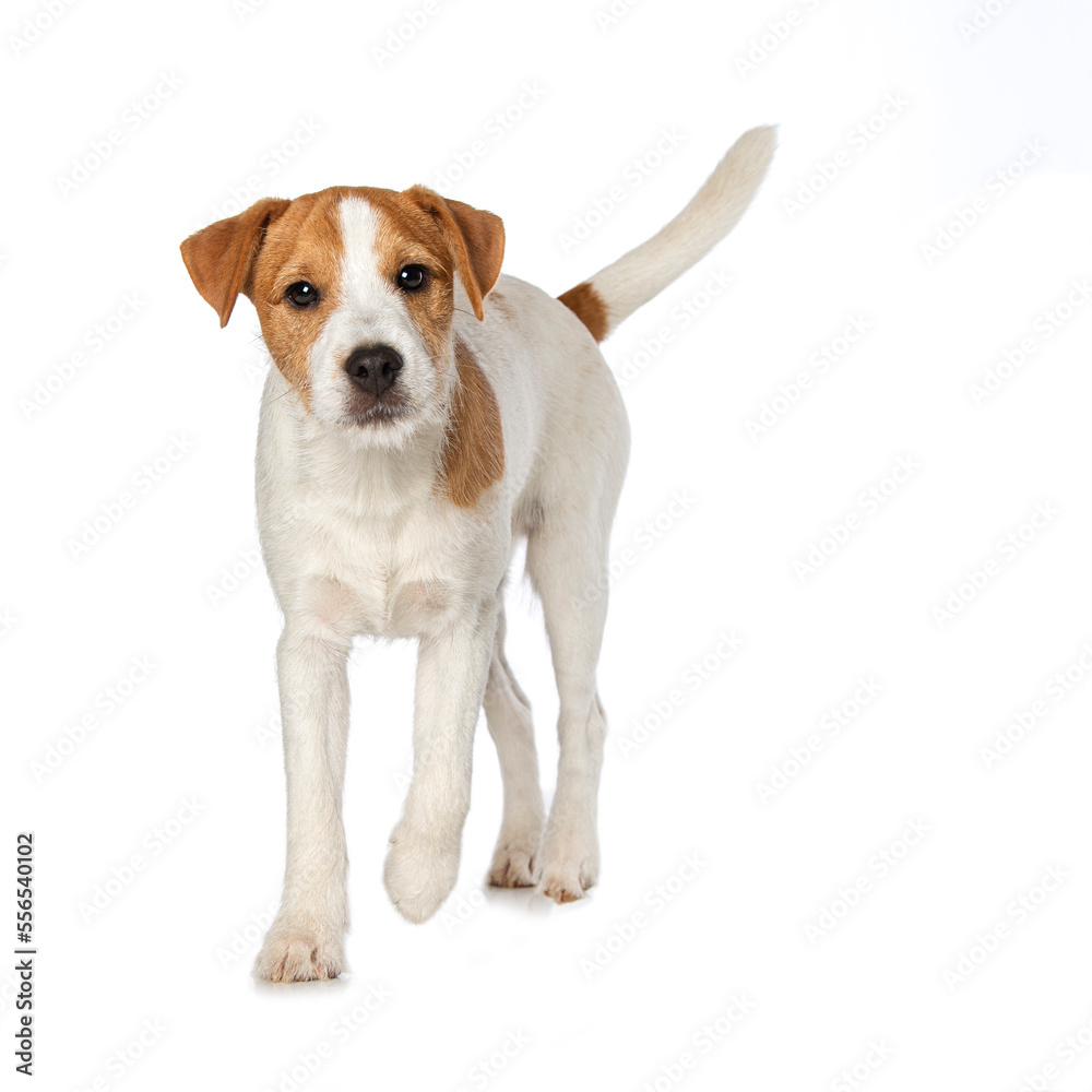 Parson russel terrier puppy isolated on white background