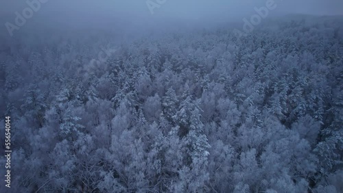 4k aerial view from a drone on snow covered trees. The drone flies slowly over a snow-covered forest of pines and spruces. Foggy evening in Ogre National Park 