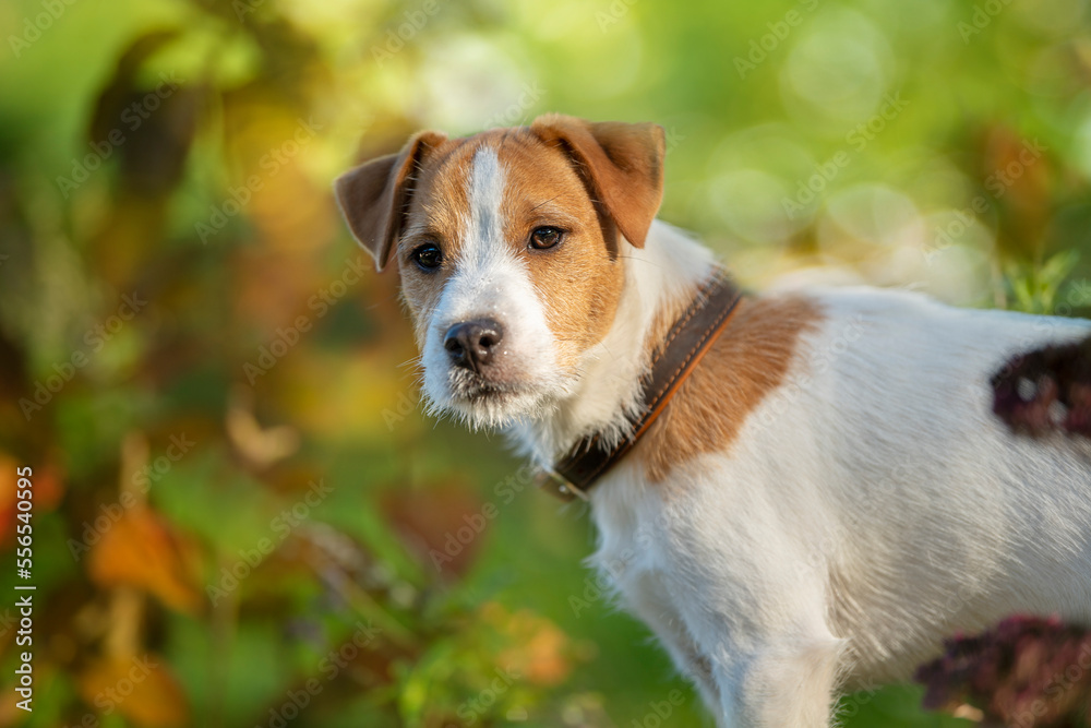 Young parson russel terrier in autumn nature