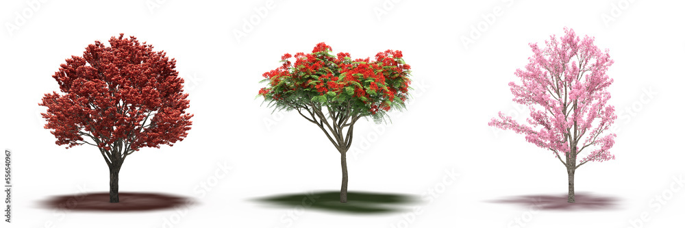 Fototapeta premium large tree with a shadow under it, isolated on white background, 3D illustration, cg render