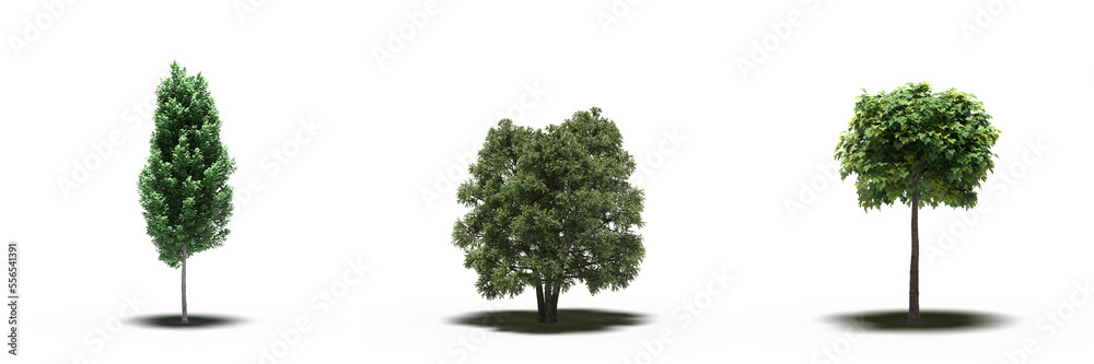 Obraz premium large tree with a shadow under it, isolated on white background, 3D illustration, cg render
