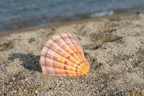 Big orange sea shell on sea shore. Closeup