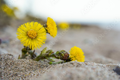 Foto Huflattich (Tussilago farfara) im Sand