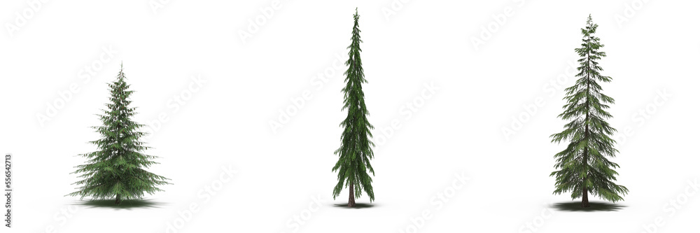large tree with a shadow under it, isolated on a transparent background, 3D illustration, cg render large tree with a shadow under it, isolated on a transparent background, 3D illustration, cg render