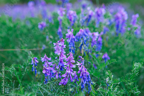 Fototapeta Naklejka Na Ścianę i Meble -  Winter vetch or hairy vetch growing outdoors, close-up of purple flowers and woolly vetch or forage vetch (Vicia villos) flowering in the garden or wild.