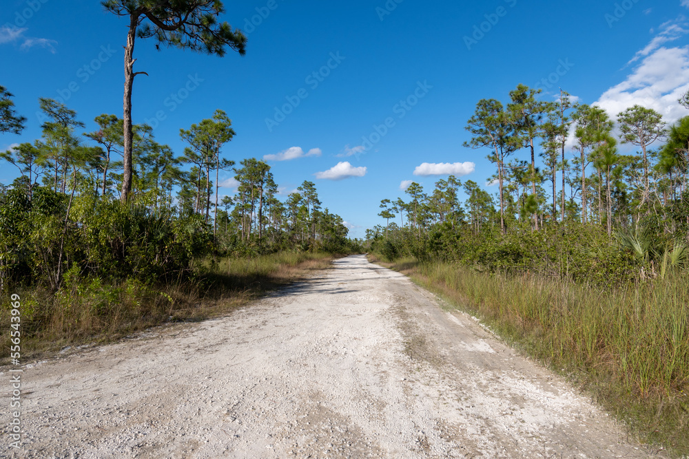 Rugged dirt road between pine trees and sawgrass to Pine Glades Lake in Everglades National Park, Florida on sunny autumn afternoon.. Rugged dirt road between pine trees and sawgrass to Pine Glades Lake in Everglades National Park, Florida on sunny autumn afternoon..