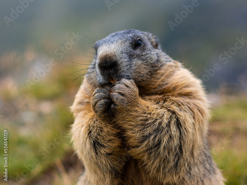 Cute Marmot eating his carrots while standing on his hind legs. Blurred background. Marmot with fluffy fur sitting on a meadow. View of the landscape. Photographed on Grossglockner. close up © Jan Ptáček