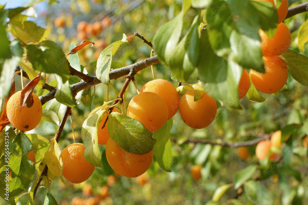 On the branch ripen fruits of cherry-plum (Prunus cerasifera).