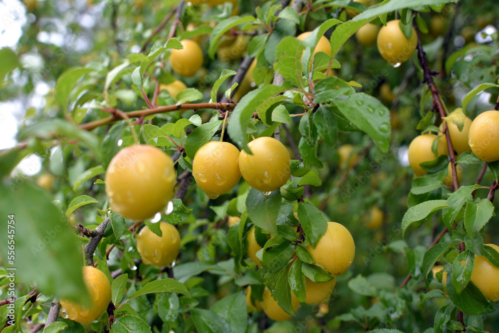 On the branch ripen fruits of cherry-plum (Prunus cerasifera). On the branch ripen fruits of cherry-plum (Prunus cerasifera).